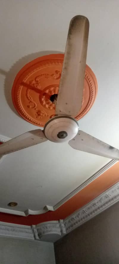 Rado dream fans for sale 5 fans