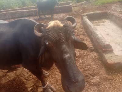 nili ravi buffalo
