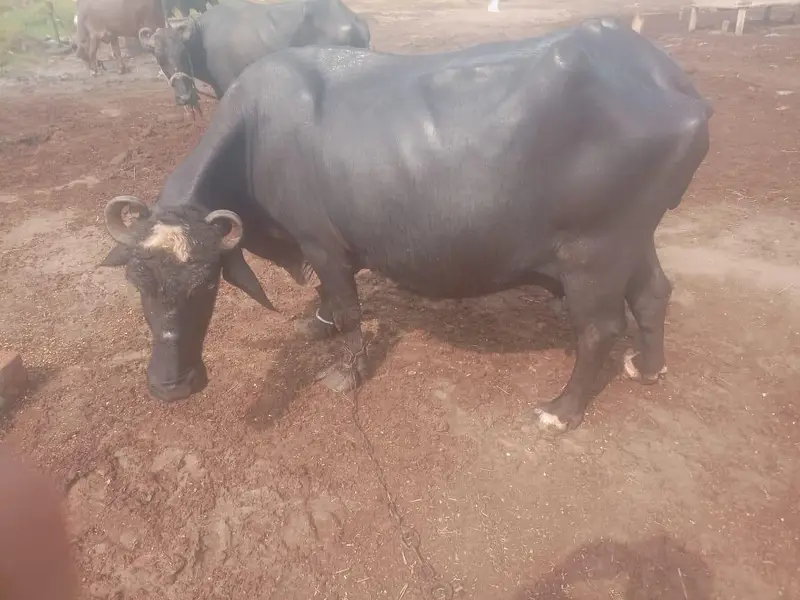 nili ravi buffalo — photo 2