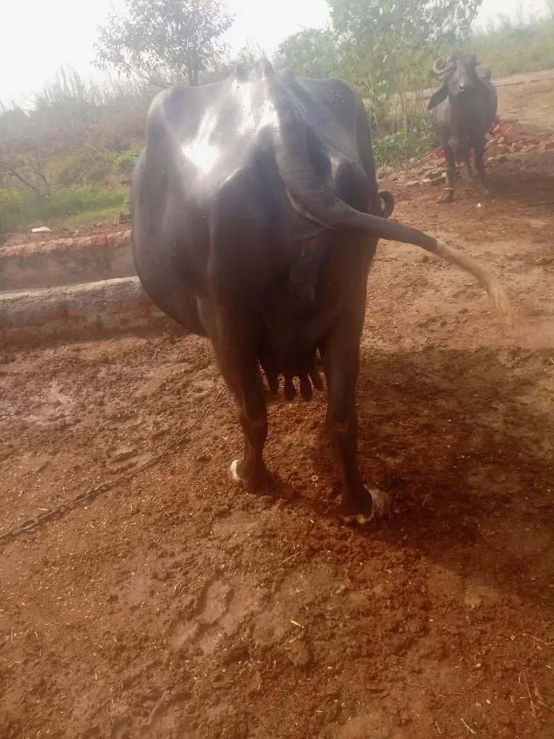 nili ravi buffalo — photo 3