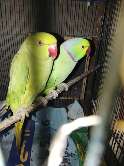 Parrots for sale