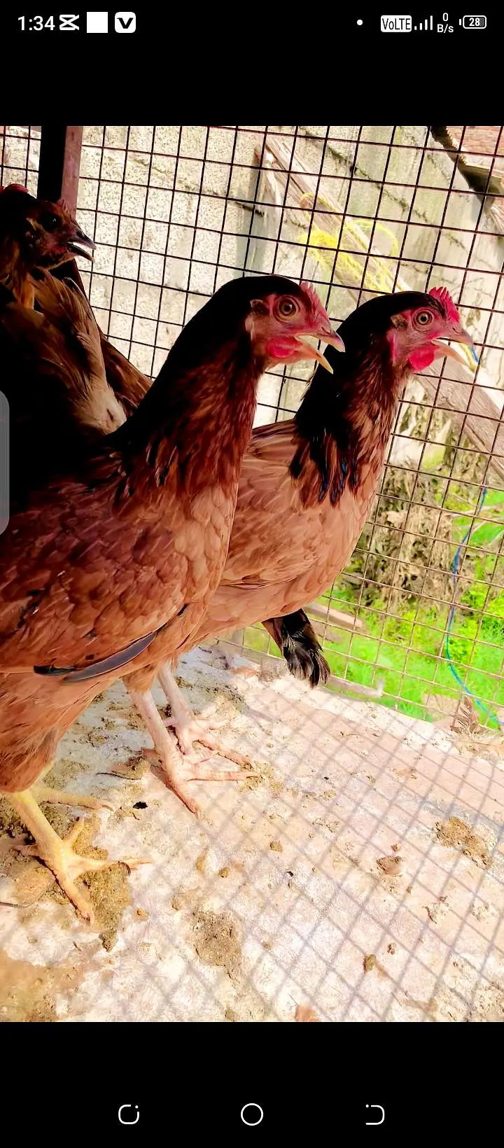 golden mishri murgi egg laying — photo 2
