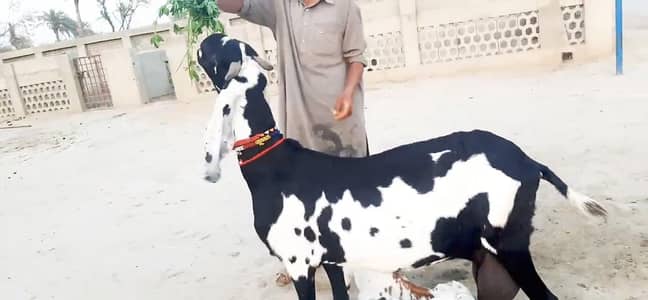 2 bacchon wale bakri for sale call_03230718297