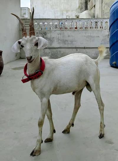 pure hyderadi pair