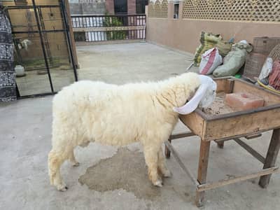 sheep for sale