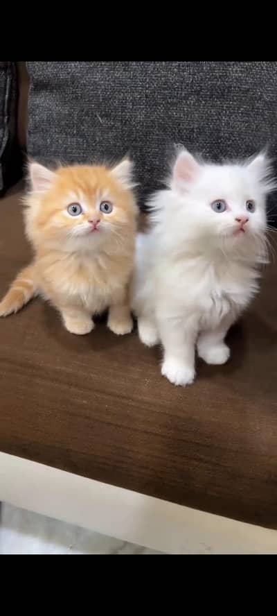 Persian kittens | triple coat | fluffy |  Whatsap 0320//56065//57