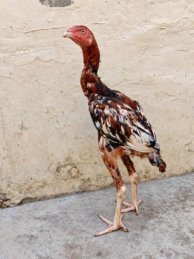long heighted high quality patha avilable 03001670783