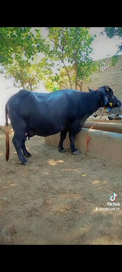 buffalo for sales