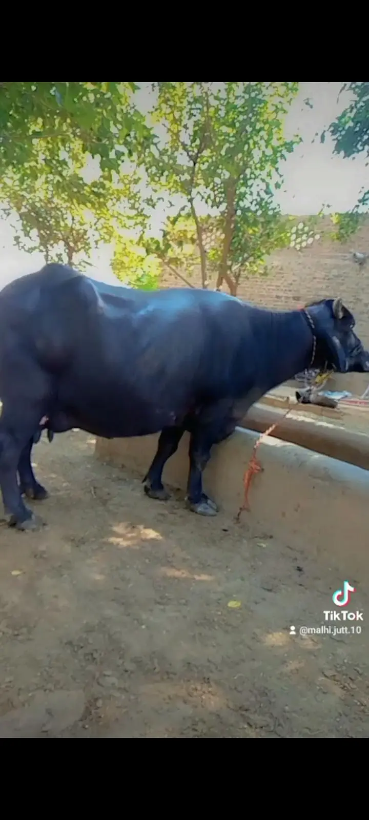 buffalo for sales — photo 4