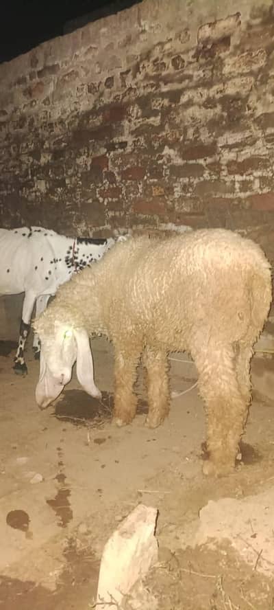 kajlay pair full white my  what's up 03431123442