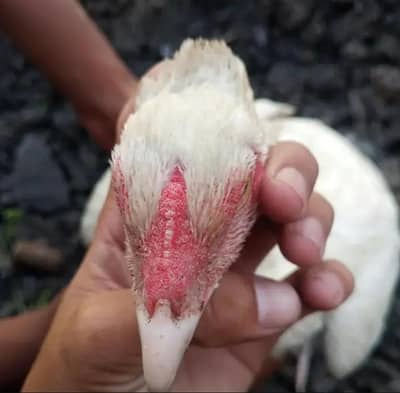 Heera aseep pure for sale urgent only serious buyers