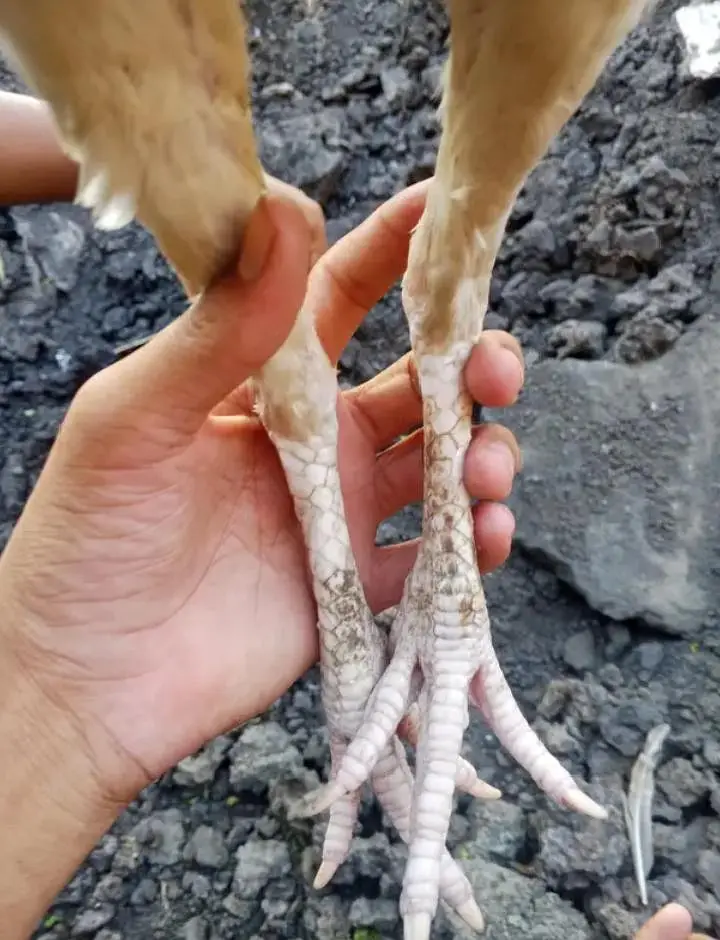 Heera aseep pure for sale urgent only serious buyers — photo 2