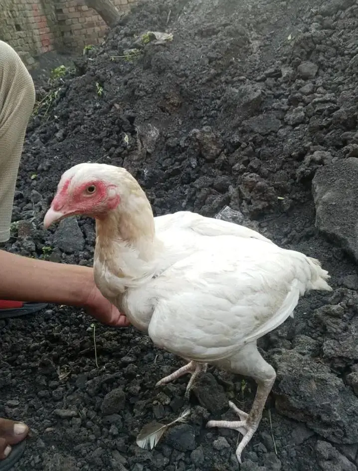 Heera aseep pure for sale urgent only serious buyers — photo 4