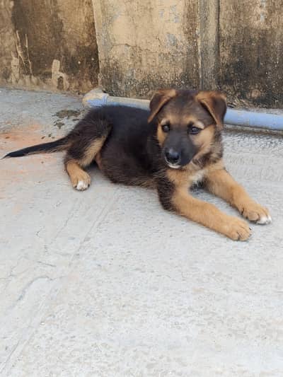 German shepherd male puppy