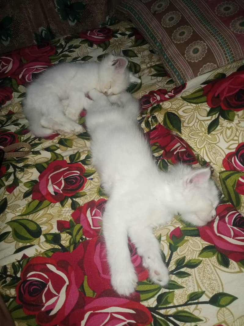 3 kittens 0