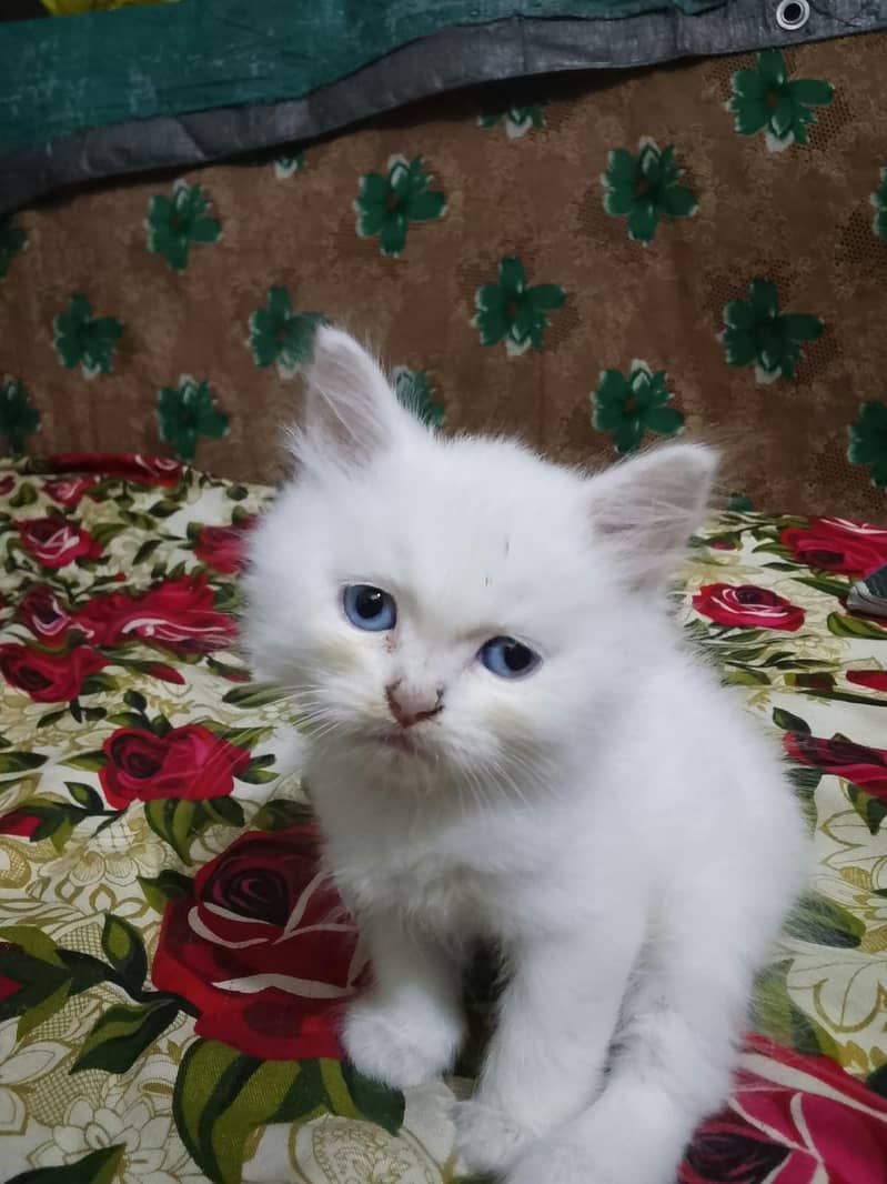 3 kittens 1