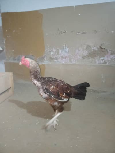 aseel mianwali ptha