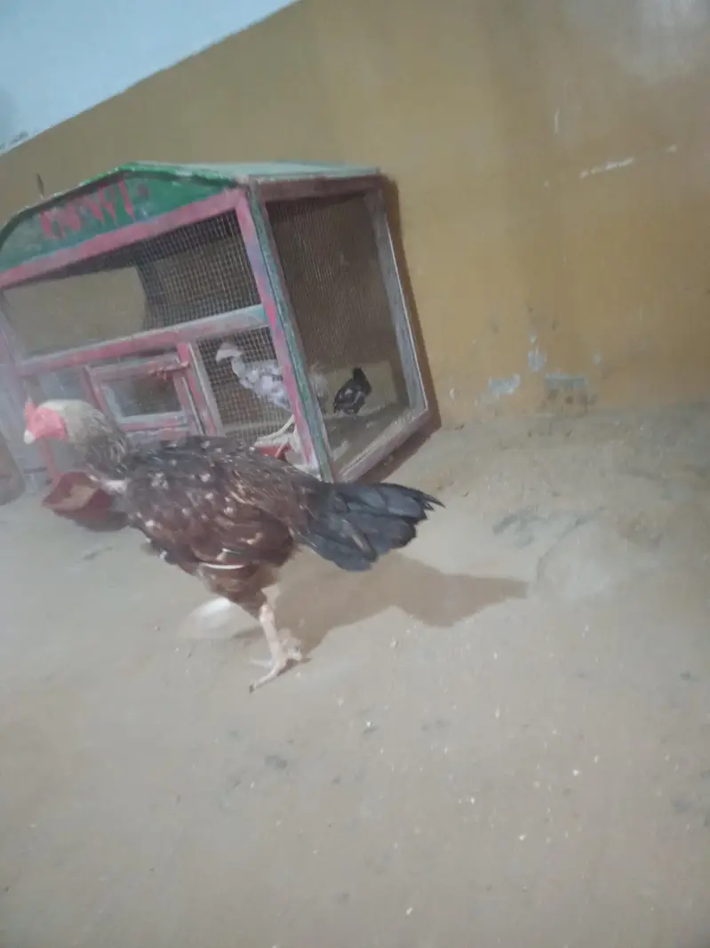 aseel mianwali ptha — photo 2