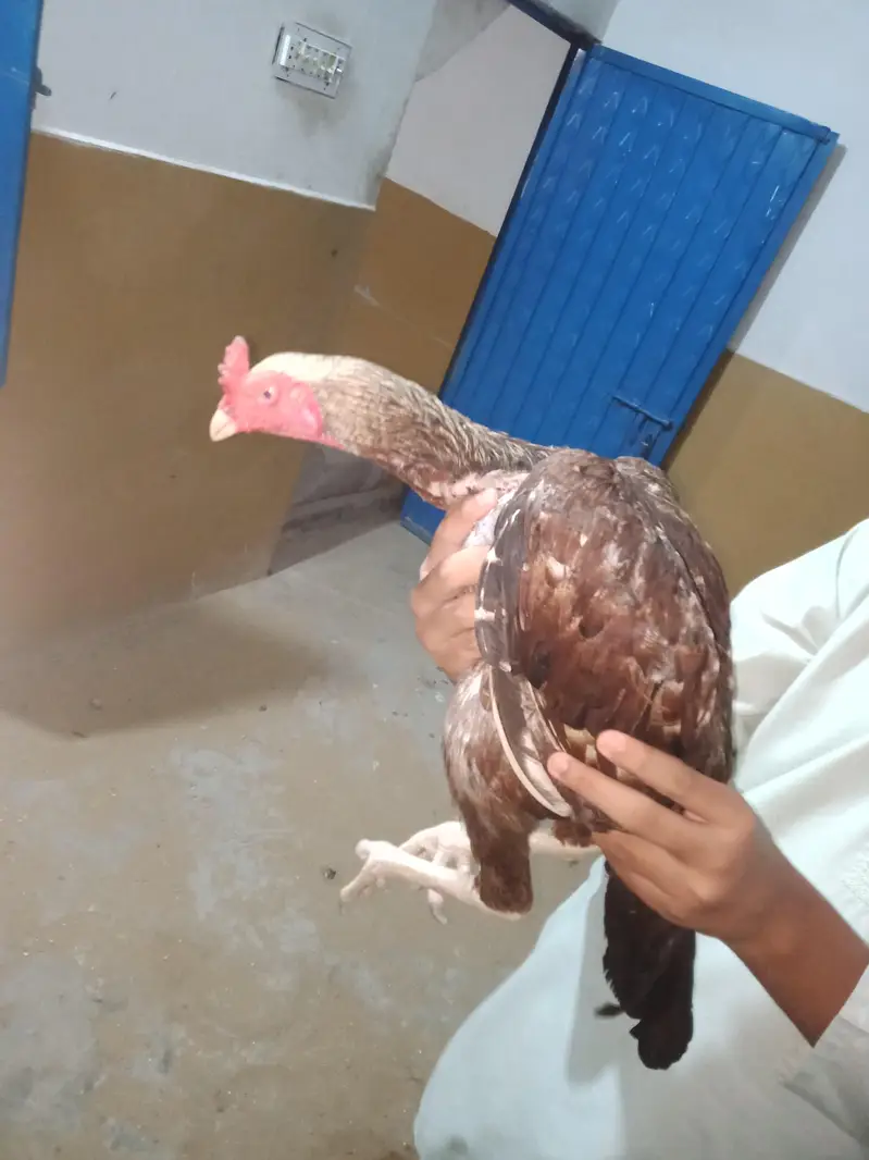 aseel mianwali ptha — photo 4