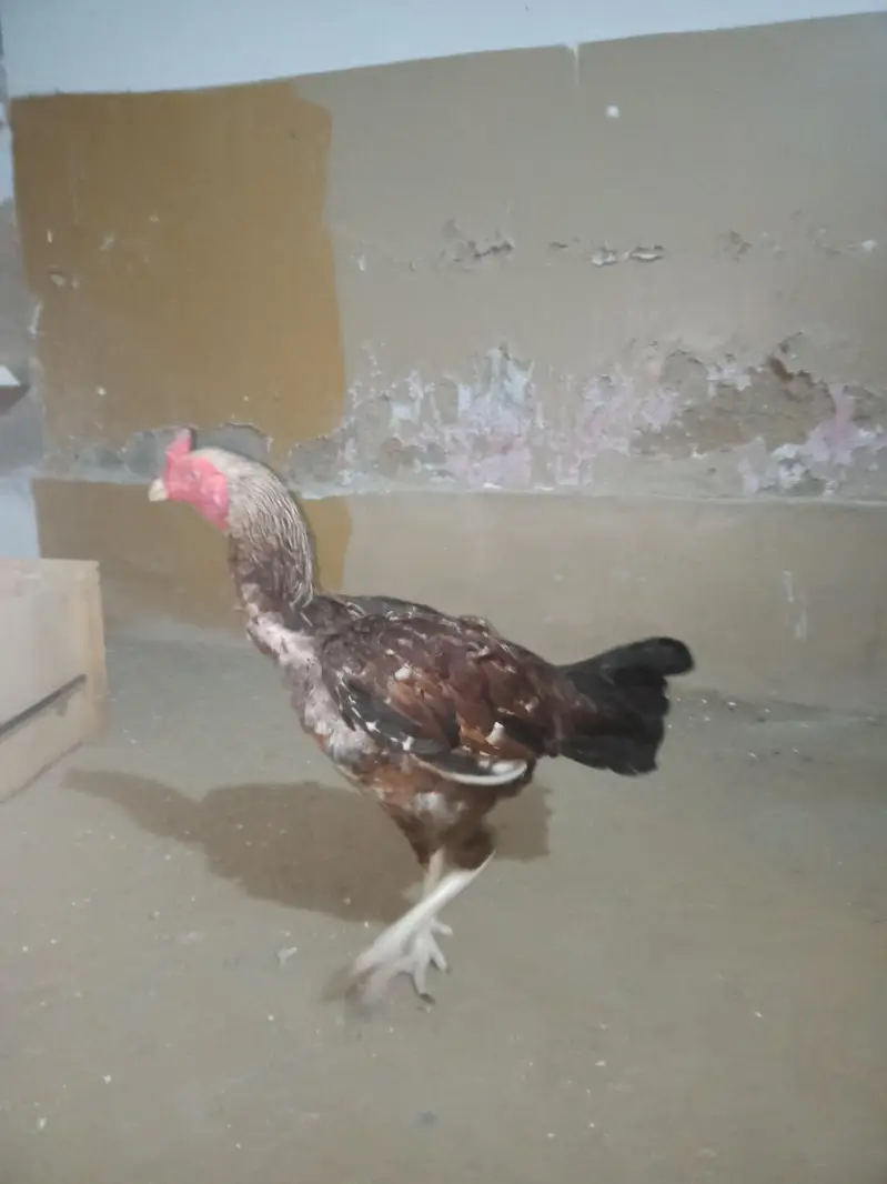 aseel mianwali ptha — photo 6