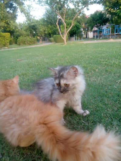 Persian cats pairs