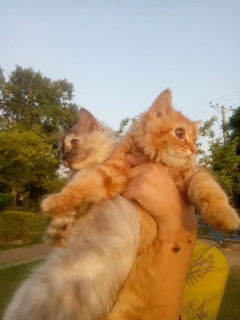 Persian cats pairs — photo 2