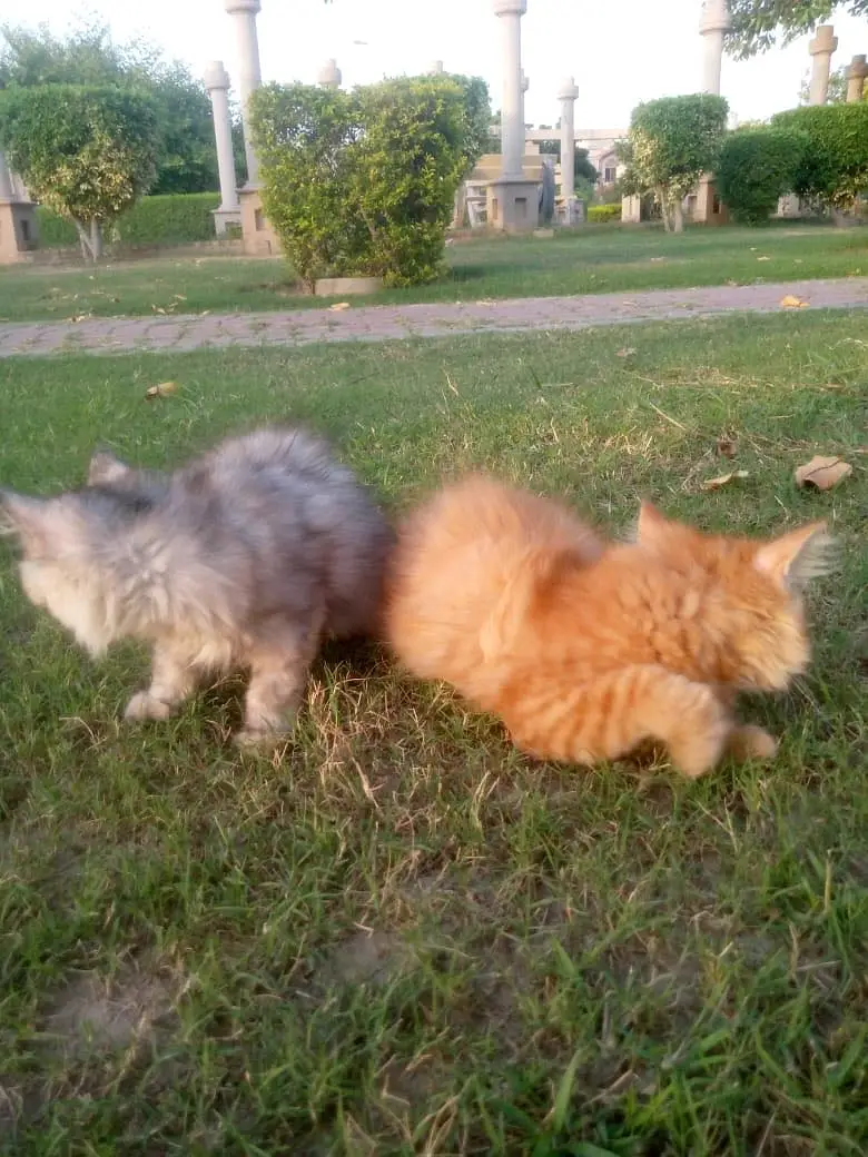 Persian cats pairs — photo 3