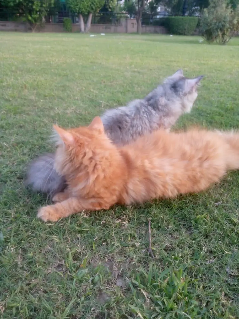 Persian cats pairs — photo 4