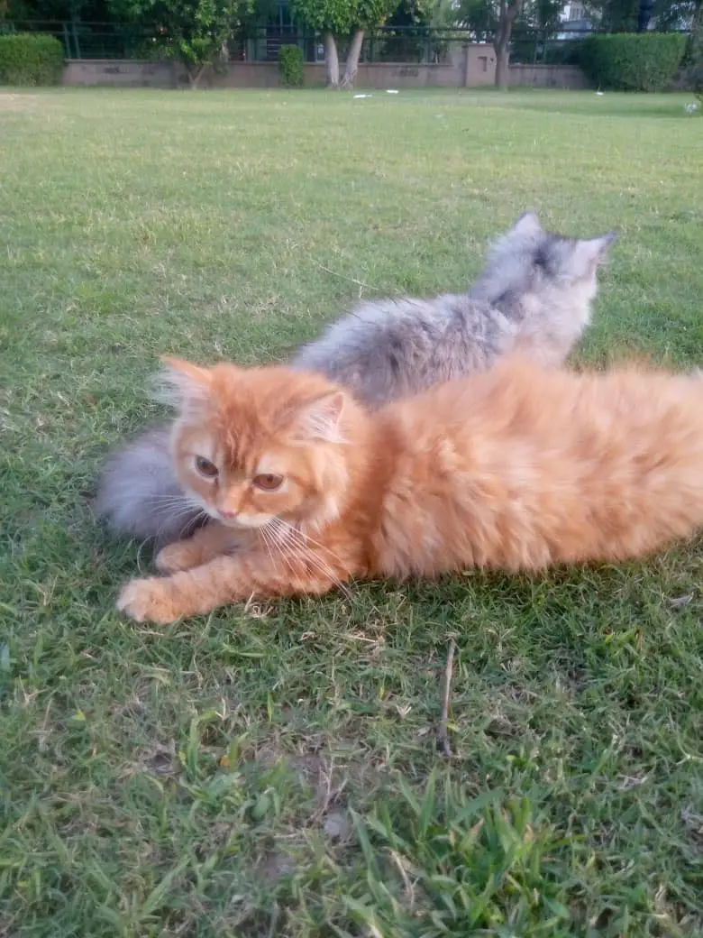 Persian cats pairs — photo 5