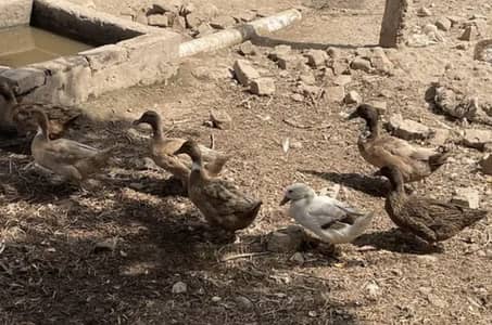 Khaki camel Ducks for sale 7 peace
