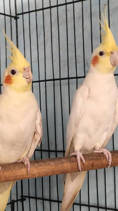 Healthy breeder cockteil pair