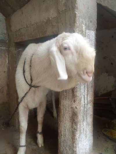 rajanpuri male breeder 4 dant gulabi Bakra