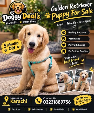 Golden Retriever Pedigree Puppy