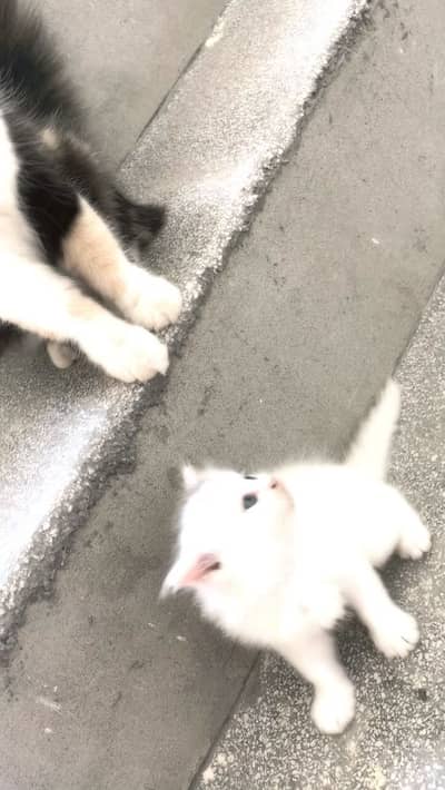 Percian cat