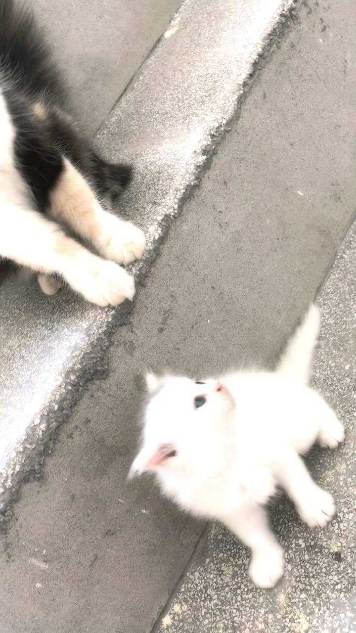 Percian cat 0