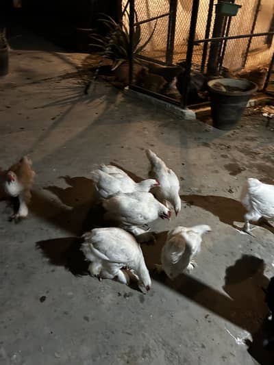 5 months Buff Chicks White / Golden / Blue / Black / Sebright