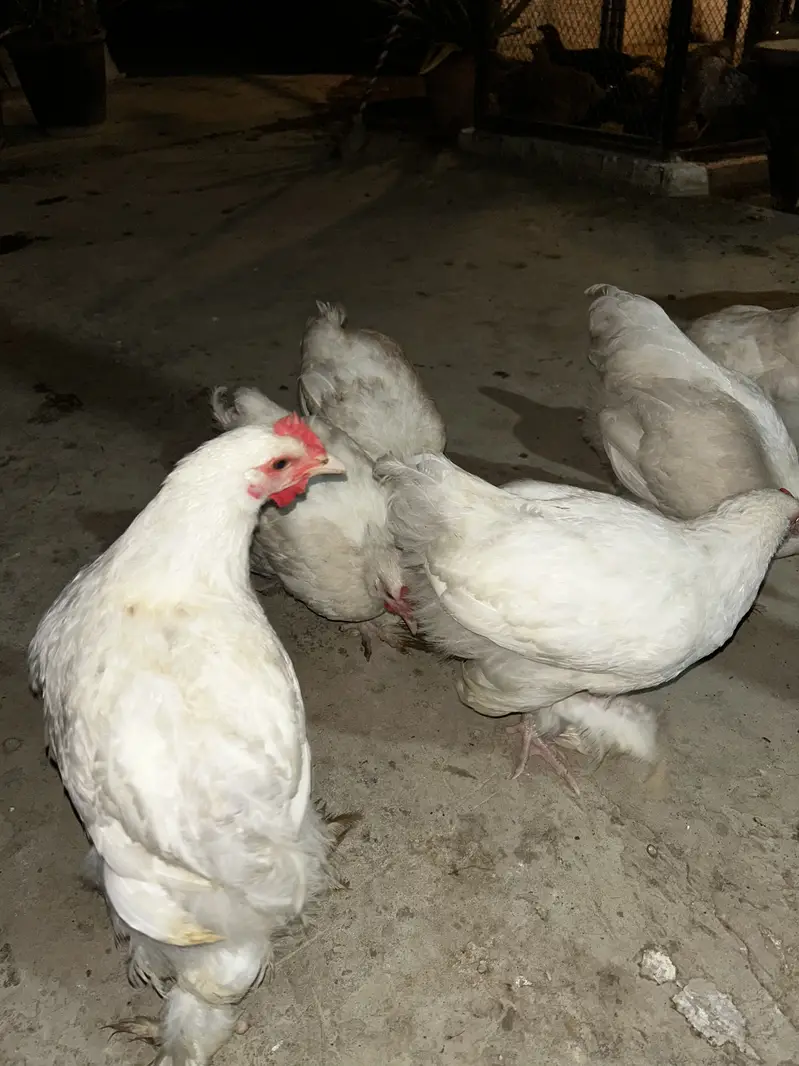 5 months Buff Chicks White / Golden / Blue / Black / Sebright — photo 2