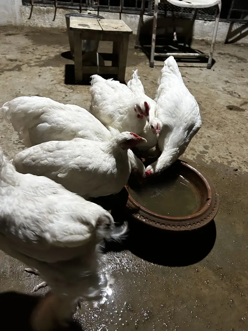 5 months Buff Chicks White / Golden / Blue / Black / Sebright — photo 3
