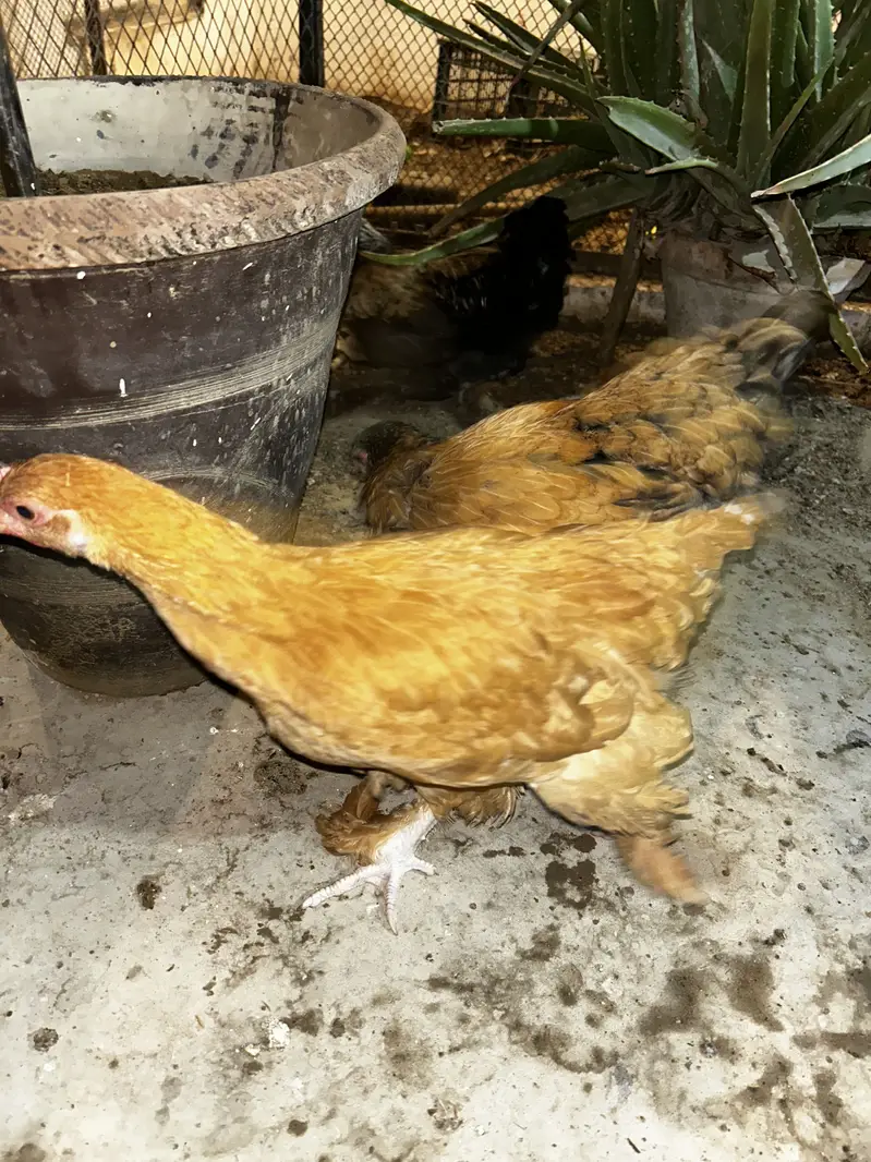 5 months Buff Chicks White / Golden / Blue / Black / Sebright — photo 4