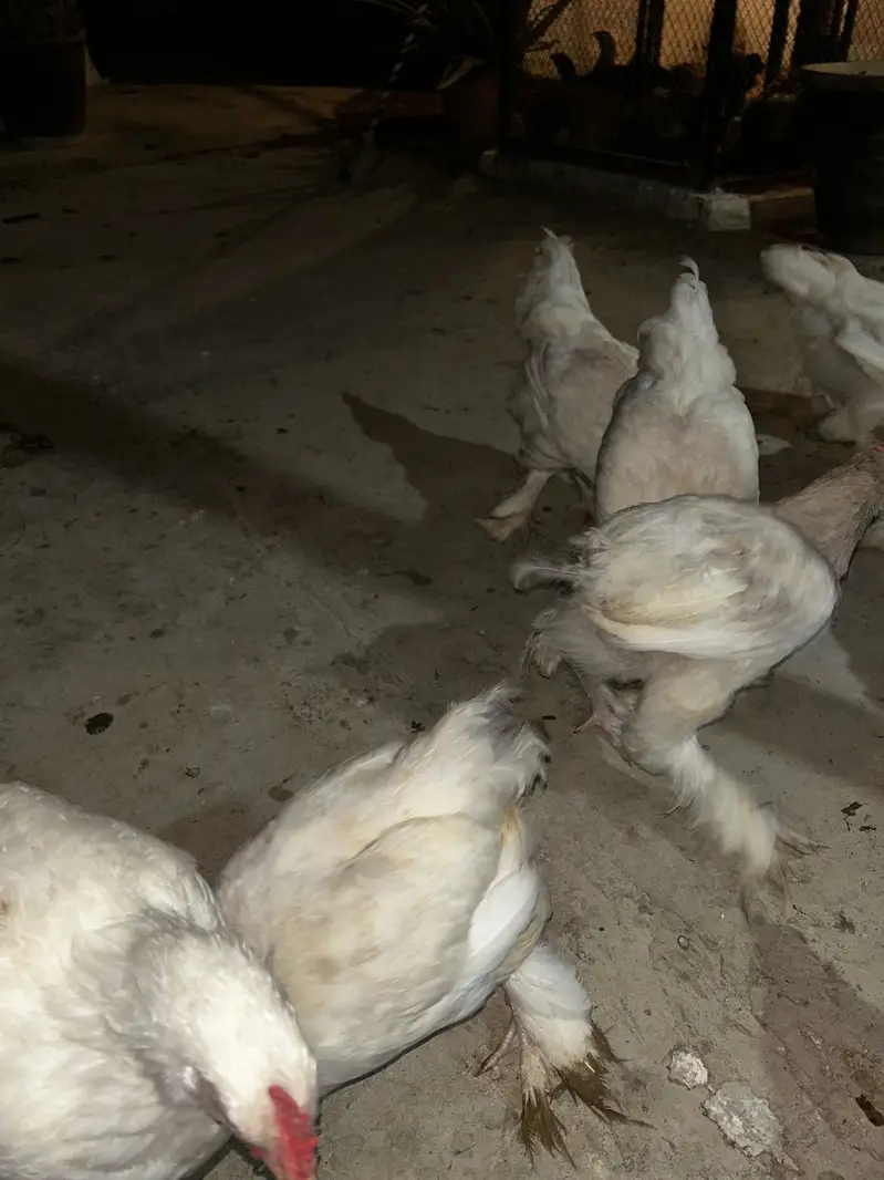5 months Buff Chicks White / Golden / Blue / Black / Sebright — photo 5