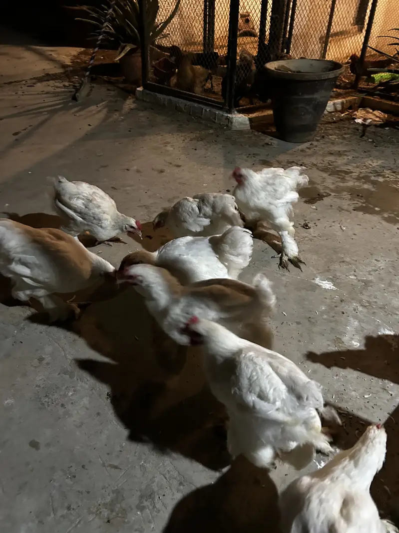 5 months Buff Chicks White / Golden / Blue / Black / Sebright — photo 6