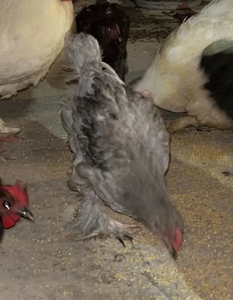 5 months Buff Chicks White / Golden / Blue / Black / Sebright — photo 7