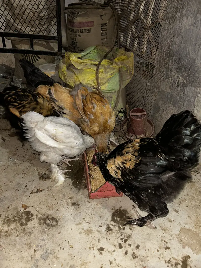 5 months Buff Chicks White / Golden / Blue / Black / Sebright — photo 8
