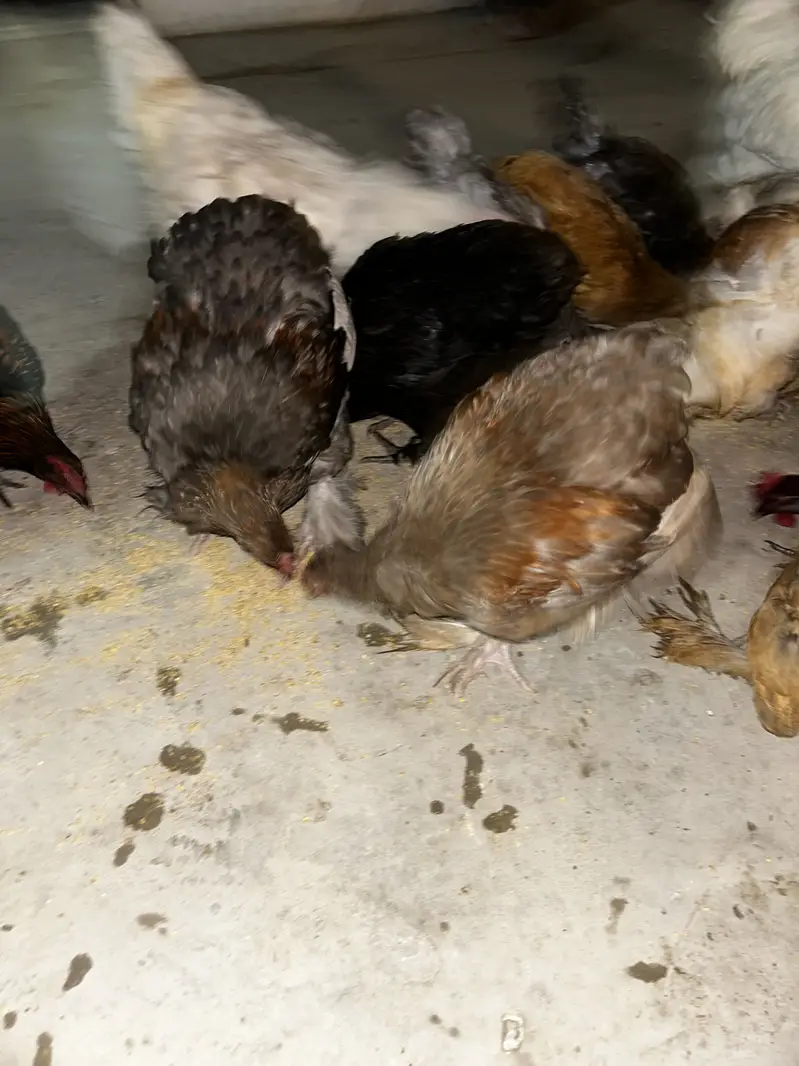 5 months Buff Chicks White / Golden / Blue / Black / Sebright — photo 9