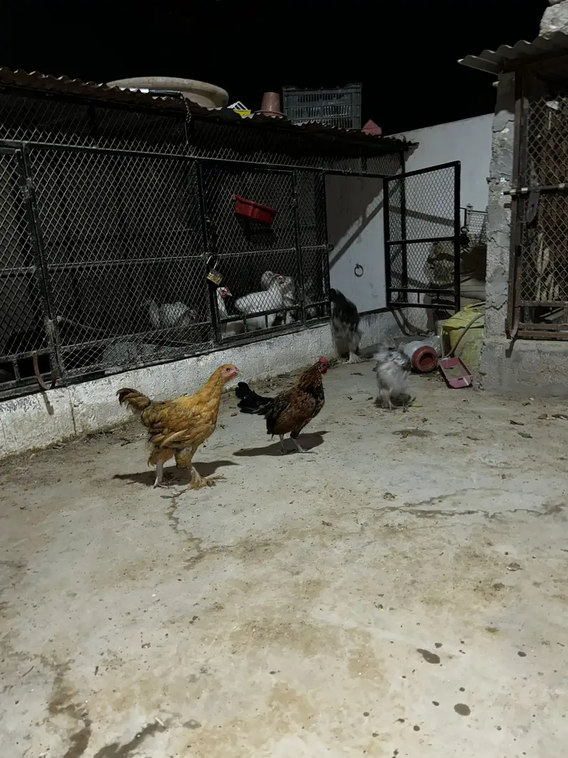 5 months Buff Chicks White / Golden / Blue / Black / Sebright — photo 10