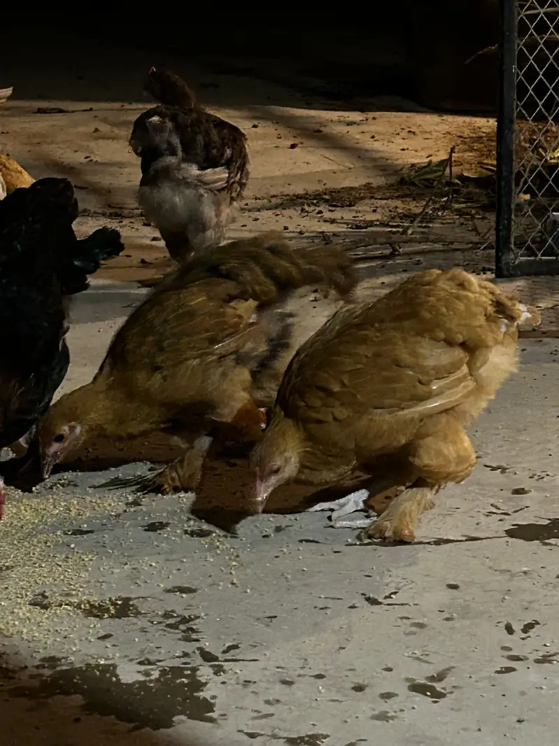 5 months Buff Chicks White / Golden / Blue / Black / Sebright — photo 11