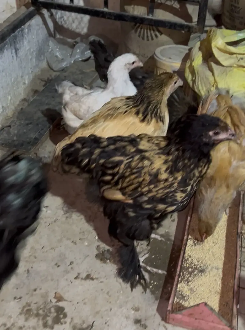 5 months Buff Chicks White / Golden / Blue / Black / Sebright — photo 12