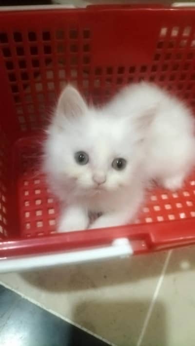 persion kitten for sale