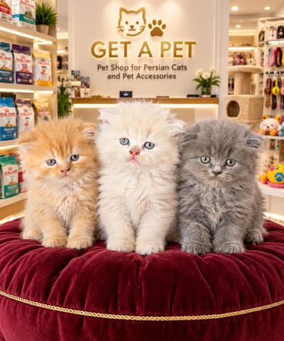 Cash On Delivery High Quality Persian Kittens or Persian Cat Babies