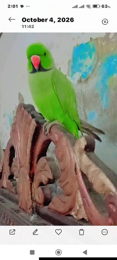 Raw parrot very beautiful and healthy and talking .